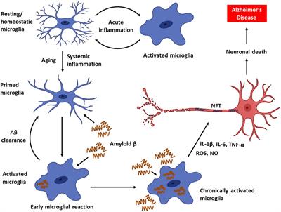 Sirtuins as Potential Therapeutic Targets for Mitigating Neuroinflammation Associated With Alzheimer’s Disease